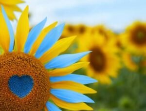 best-beautiful-sunflower-pictures-hd-images-photo-whatsapp-status-dp