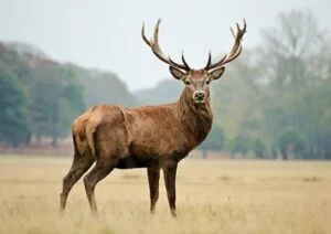 Best Deer Pictures HD, Images, Photo, Whatsapp Status, DP best-deer-pictures-hd-images-photo-whatsapp-status-dp