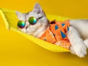 best-funny-profile-pictures-hd-images-photos-status-dp