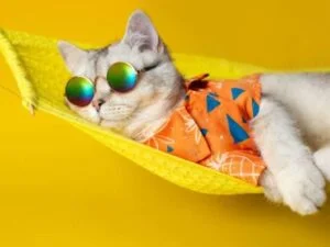 Best Funny Profile Pictures HD, Images, Photos, Status DP best-funny-profile-pictures-hd-images-photos-status-dp