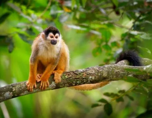 Best Monkey Pictures HD, Images, Photo, Whatsapp Status best-monkey-pictures-hd-images-photo-whatsapp-status-dp