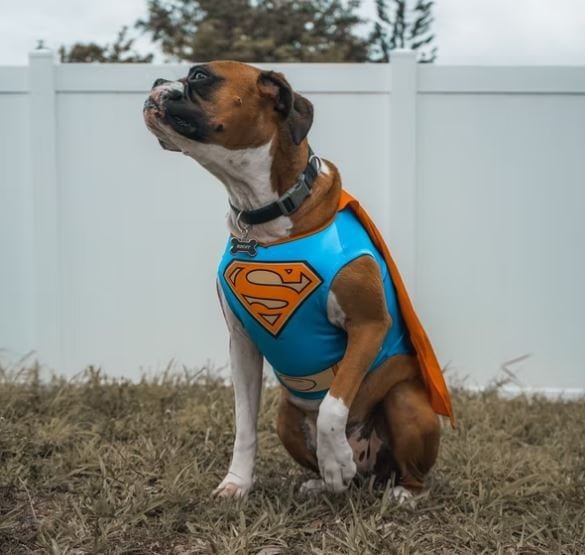 Cursed Dog Images HD, Photo, Picture, Whatsapp Status cursed-dog-images-hd-photo-picture-whatsapp-status-love