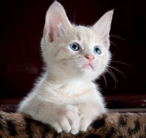 Cute Cat Pictures HD, Images, Photo, Whatsapp DP cute-cat-pictures-hd-images-photo-whatsapp-status-dp-beatifull