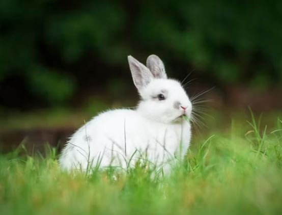 Easter Bunny Pictures HD, Images, Photo, Whatsapp Status DP easter-bunny-pictures-hd-images-photo-whatsapp-status-dp