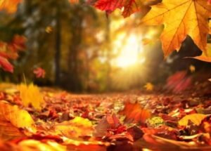 autumn-pictures-nature-autumn-photos-whatsapp-status