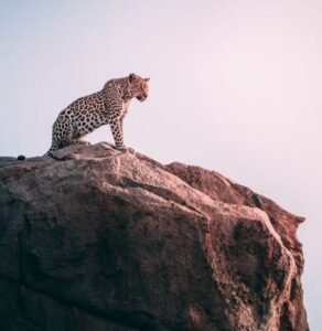 best-animal-pictures-hd-photos-images-whatsapp-status-dp