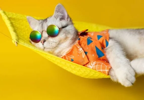 Funny Animal Pictures HD