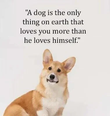 Top Best New Famous Dog Quotes for Everyone