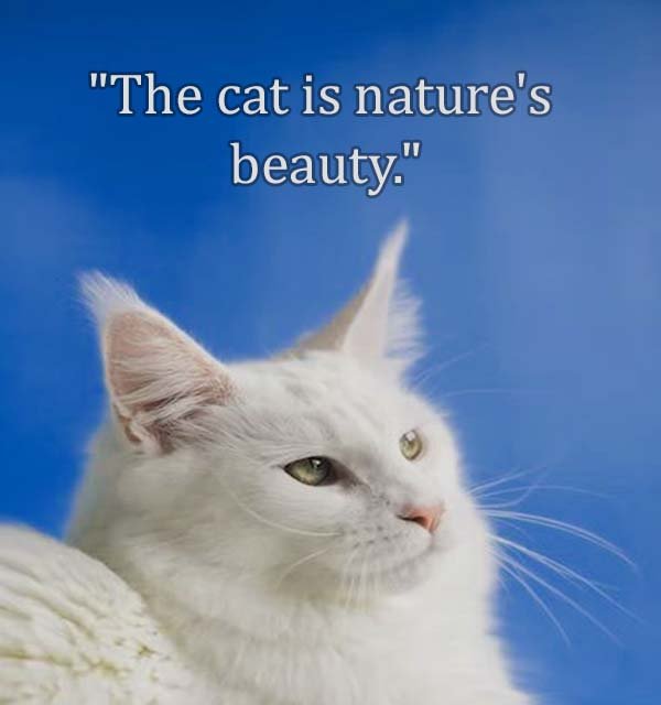 Top Best New Famous Cat Quotes for Everyone