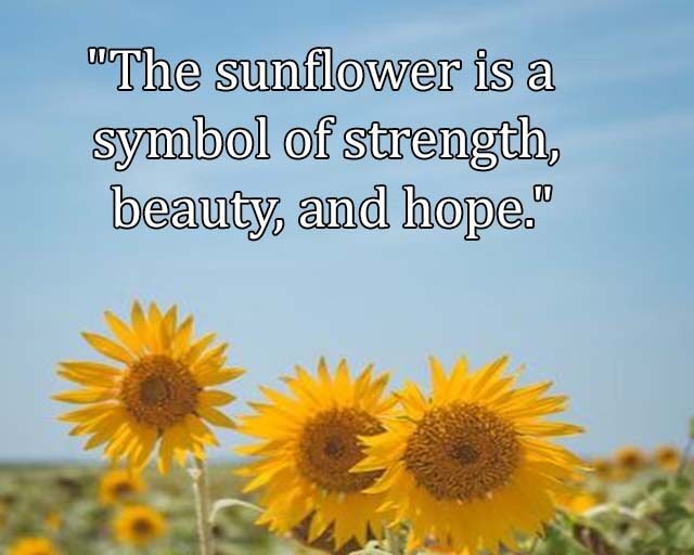Top Best New Famous Sun Flower Quotes for Everyone Top Best New Famous Sun Flower Quotes for Everyone