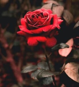 rosen-bilder-kostenlos-hd-fotos-whatsapp-status-tapete-dp-2