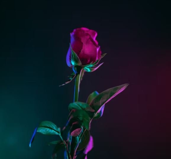 roses image hd photos picture whatsapp status dp