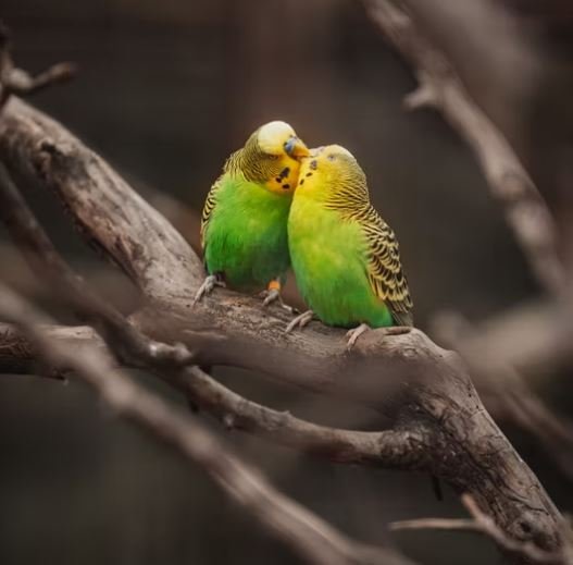 Beso Romántico Amor Imágenes Hd, Imagen, Fotos Beso Romántico Amor Imágenes Hd, Imagen, Fotos