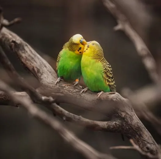 Romantik Opucuk ask Goruntuleri Hd Resim Fotograflar 42