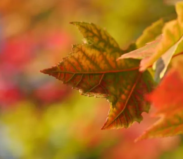 Coole Bilder HD, Fotos, WhatsApp-Status DP