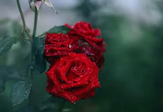 Coole Bilder HD, Fotos, WhatsApp-Status DP