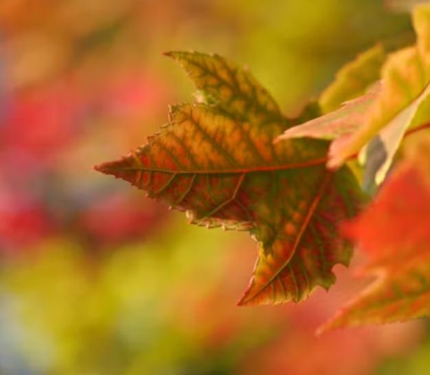 Imagini Cool Hd, Fotografii Imagine, Whatsapp Status Dp Imagini Cool Hd, Fotografii Imagine, Whatsapp Status Dp